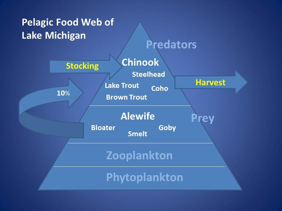 LM Food Web